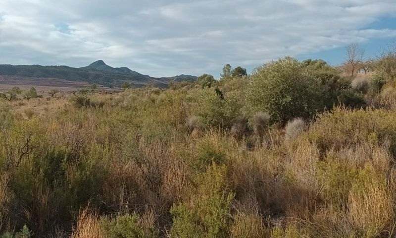 Sale - Land - Murcia