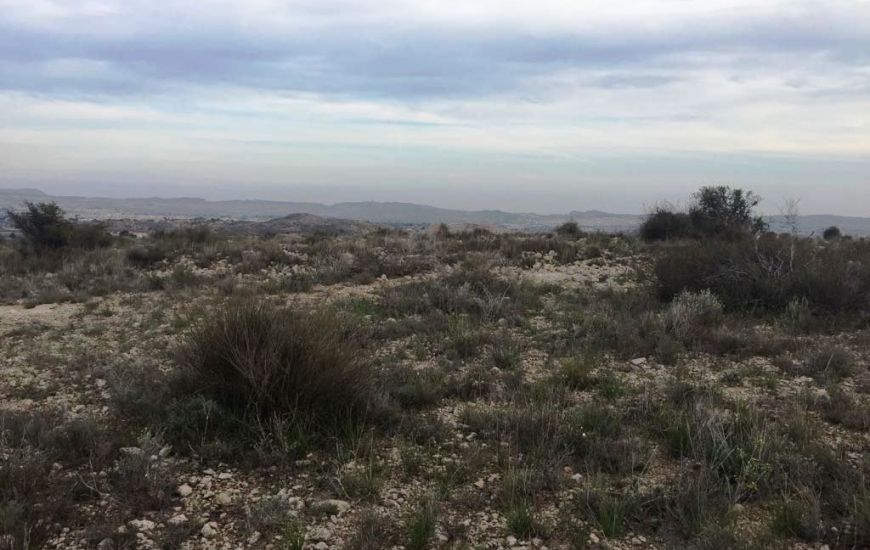 Sale - Land - Novelda