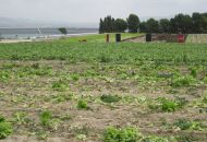 Sale - Land - Novelda