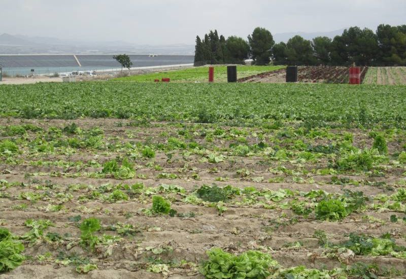 Sale - Land - Novelda