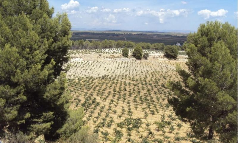 Sale - Villa - Venta Del Moro