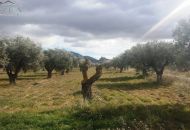 Venta - Terreno - Biar