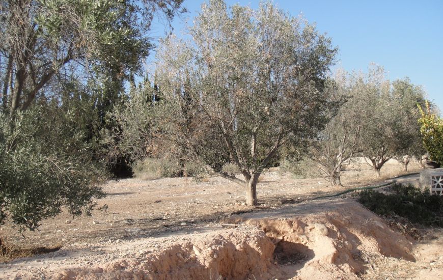 Sale - Country Property - Crevillente