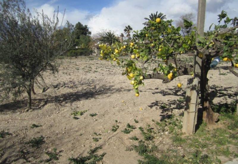 Sale - Finca - Novelda