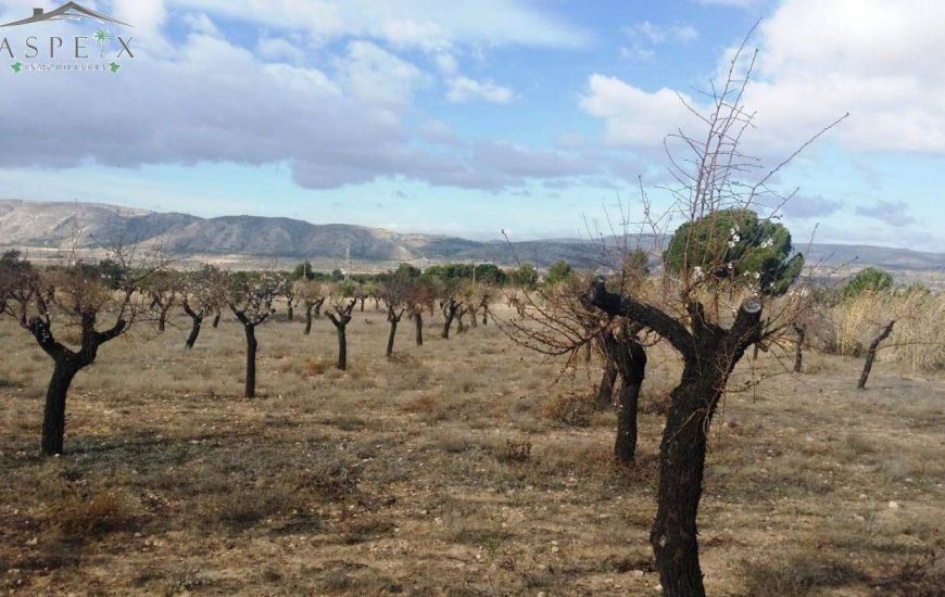 Venta - Terreno - Biar