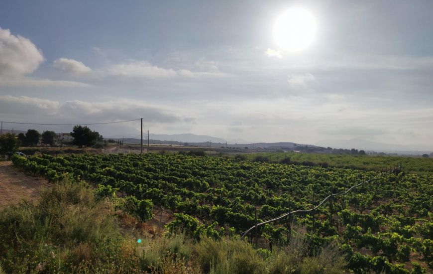 Venta - Terreno - Novelda