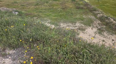 Terreno - Venta - Aspe - Aspe