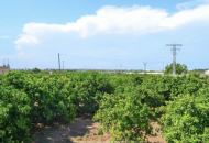 Sale - Villa - 