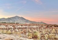 Sale - Land - Novelda