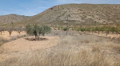 Terreno - Venta - Orihuela - Orihuela