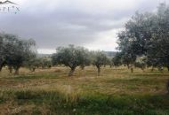 Venta - Terreno - Biar