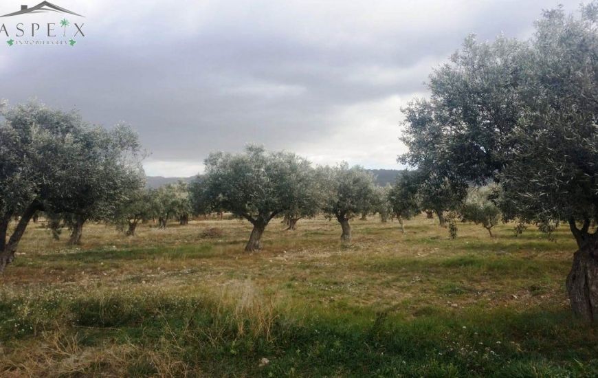 Venta - Terreno - Biar