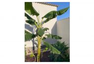Venta - Villa / Detached - Ciudad Quesada