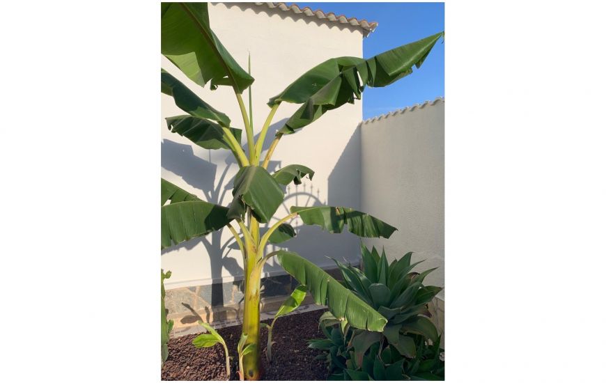 Venta - Villa / Detached - Ciudad Quesada