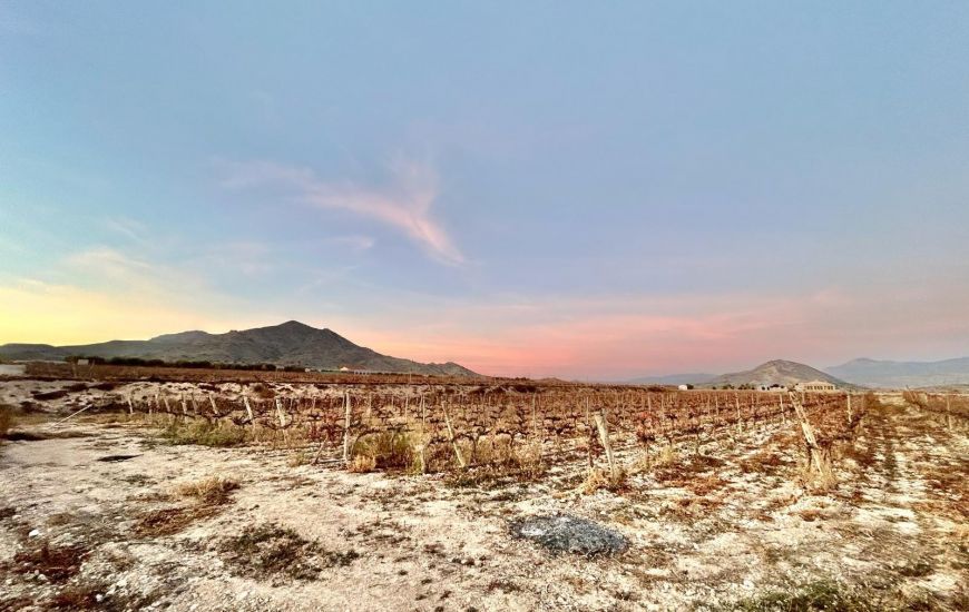 Sale - Land - Novelda