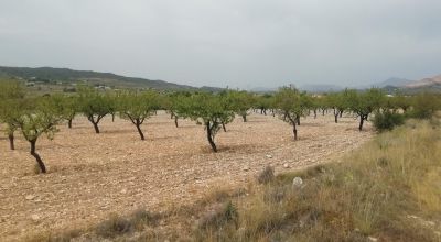 Land - Sale - Orihuela - Orihuela