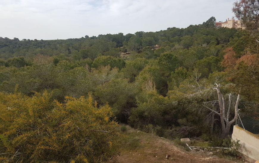 Venta - Terreno - Algorfa
