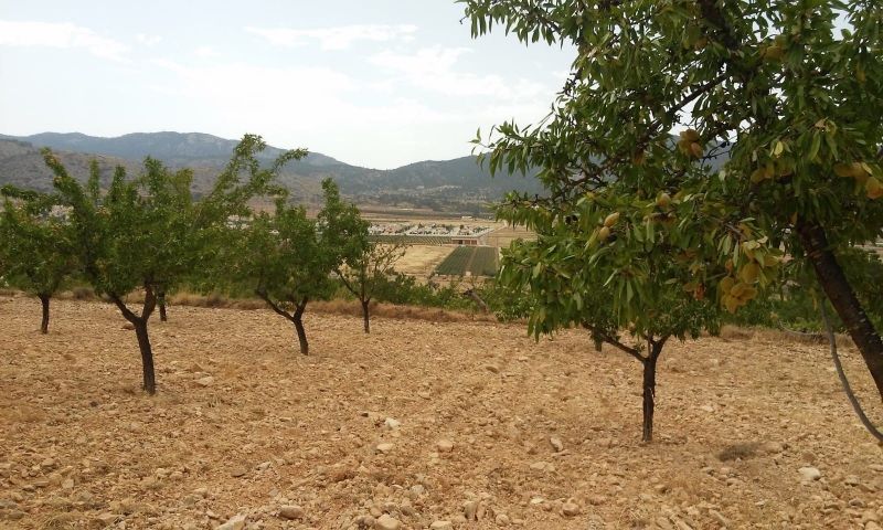 Sale - Land - Hondón de las Nieves