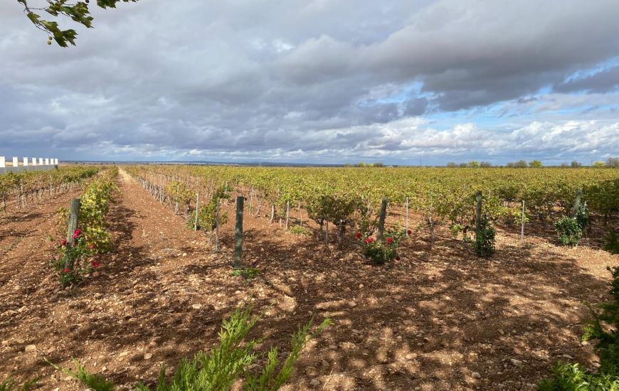 Venta - Comercial - Albacete