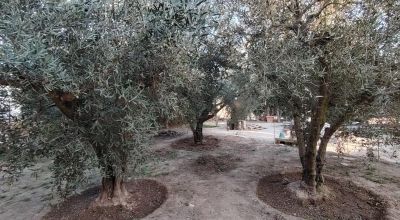 Country Property - Sale - Pinoso - Pinoso