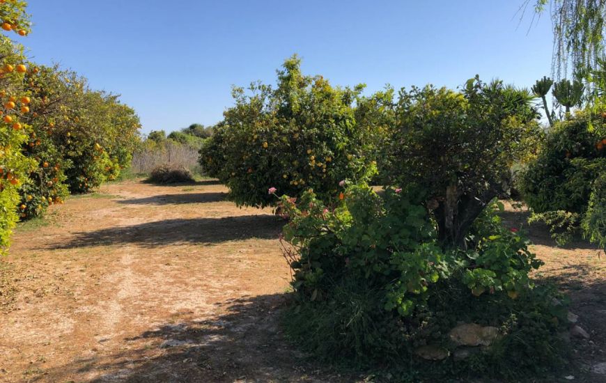 Sale - Finca - Los Montesinos
