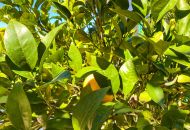 Sale - Villa - La Zenia