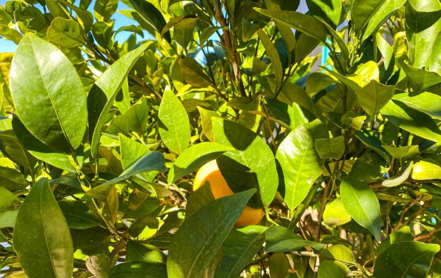 Sale - Villa - La Zenia