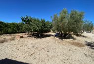 Sale - Finca - Salinas