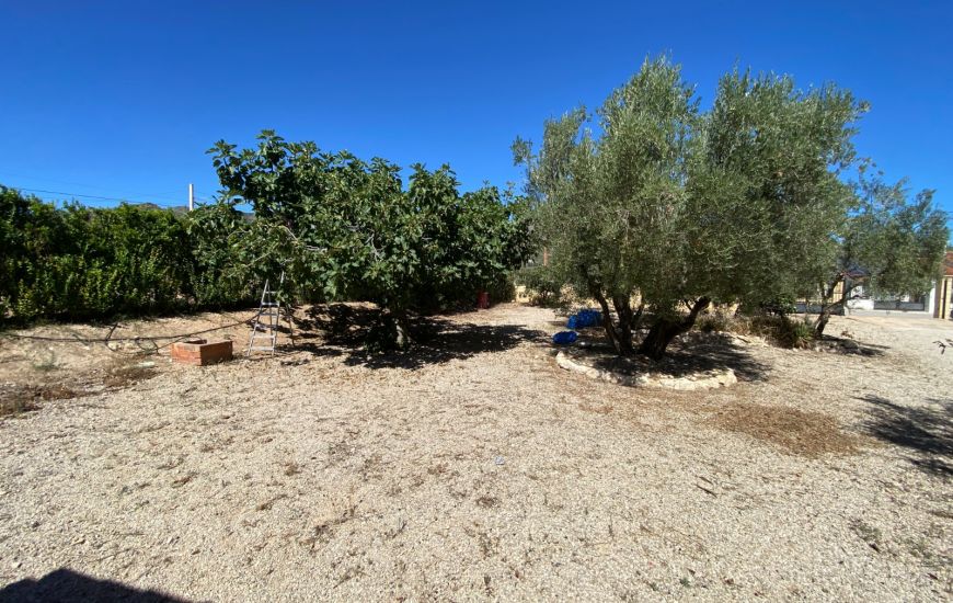 Sale - Finca - Salinas