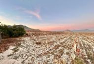 Sale - Land - Novelda