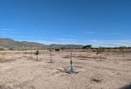 Sale - Finca - Salinas
