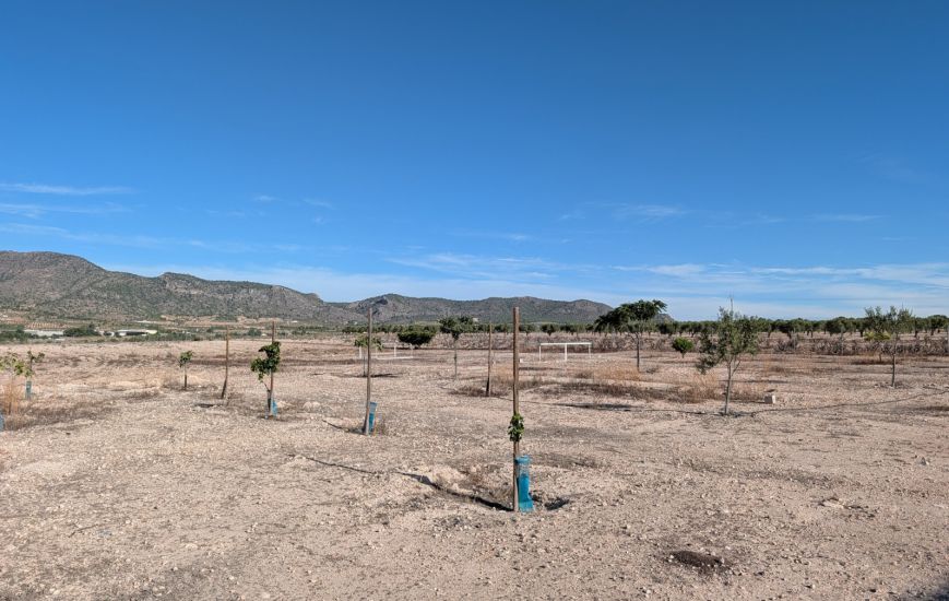 Sale - Finca - Salinas