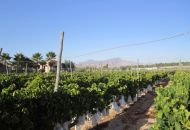 Venta - Terreno - Novelda