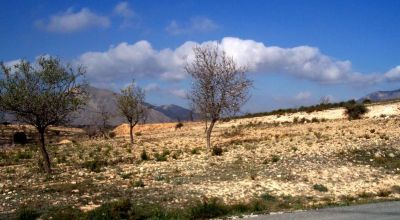 Terreno - Venta - Hondon de los Frailes - Hondon de los Frailes