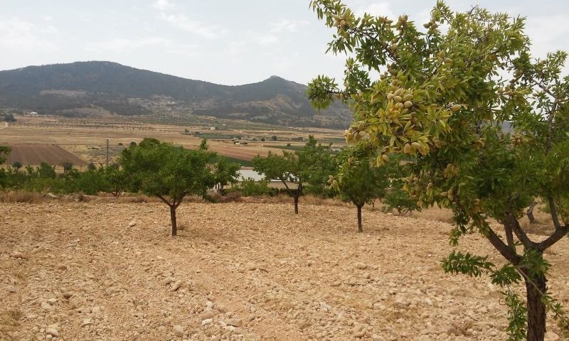 Sale - Land - Hondón de las Nieves