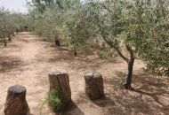 Venta - Villa - Hondón de las Nieves