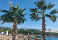 Sale - Apartments - Pilar de la Horadada