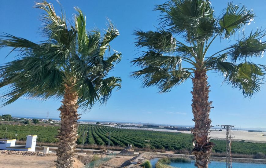 Sale - Apartments - Pilar de la Horadada