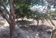 Sale - Finca - Rojales