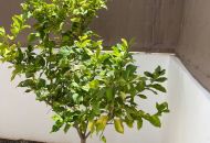 Sale - Villa - Guardamar del Segura