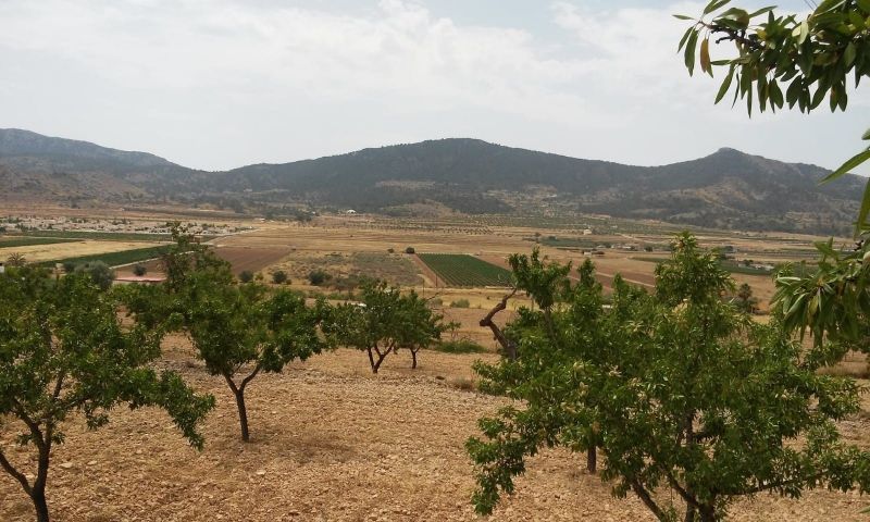 Sale - Land - Hondón de las Nieves