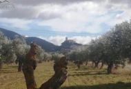 Venta - Terreno - Biar