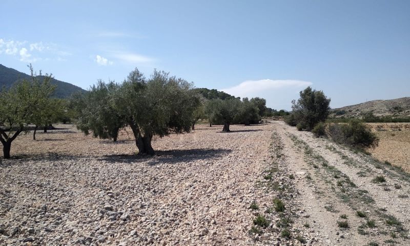 Sale - Land - Hondón de las Nieves