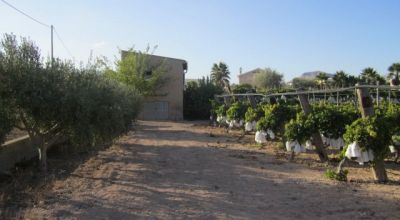 Terreno - Venta - Novelda - Novelda