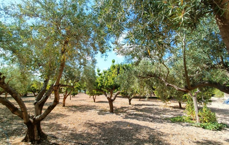Venta - Casa Rural - Aspe