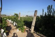 Venta - Terreno - Novelda