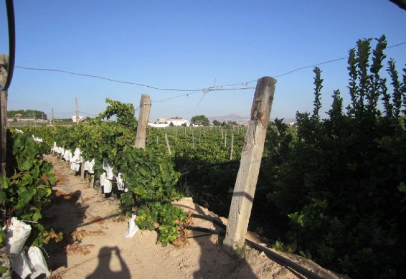 Venta - Terreno - Novelda