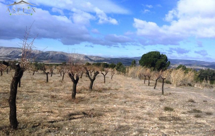 Venta - Terreno - Biar