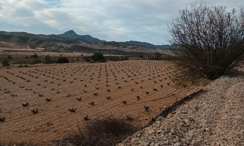 Venta - Terreno - Murcia