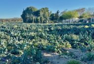 Sale - Country Property - Guardamar del Segura